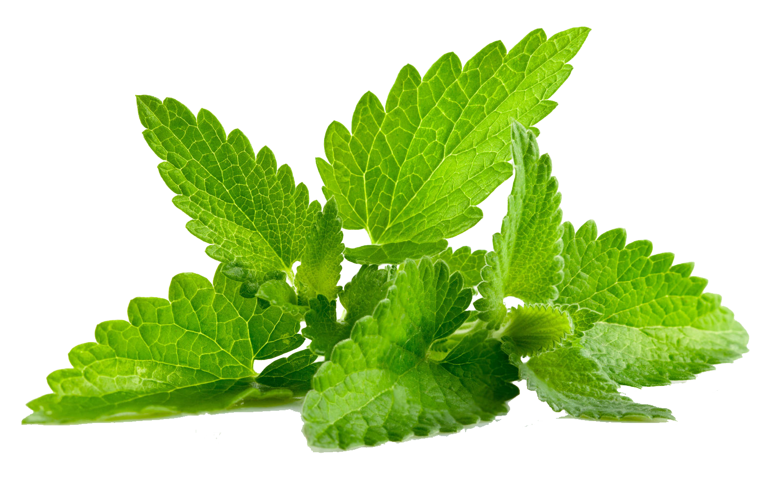 Fresh Mint Leaves Isolated.png PNG with transparent background