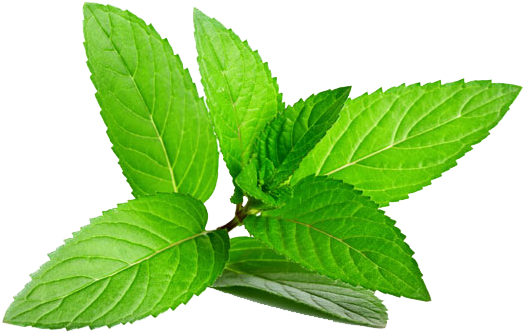Fresh Mint Leaves Isolated.png PNG with transparent background