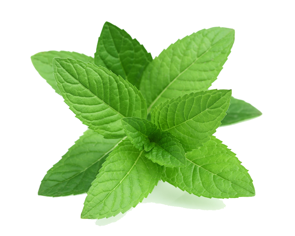 Fresh Mint Leaves Isolated.png PNG with transparent background