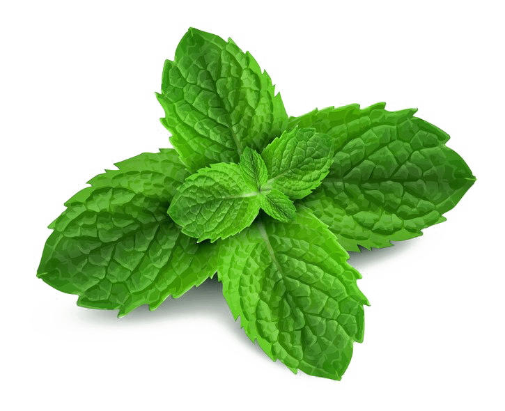 Fresh Mint Leaves Isolated PNG with transparent background