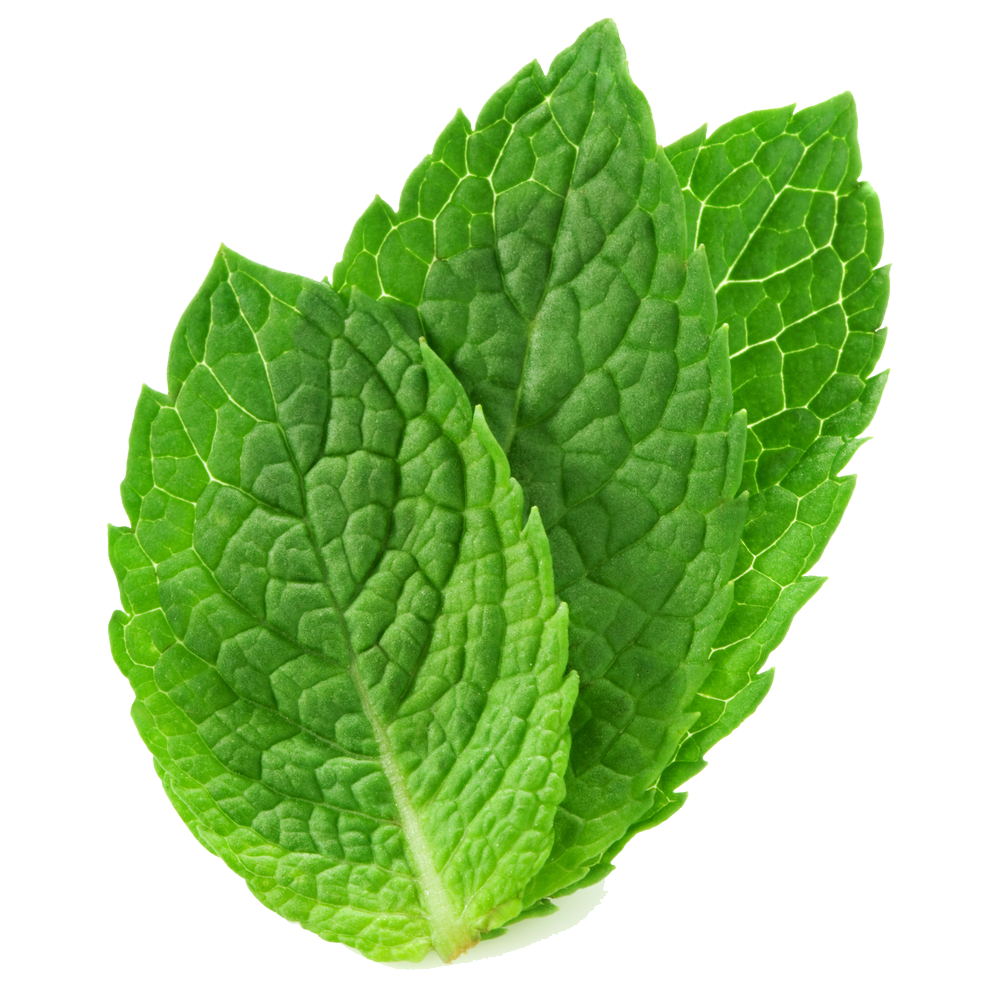 Fresh Mint Leaves Isolated PNG with transparent background