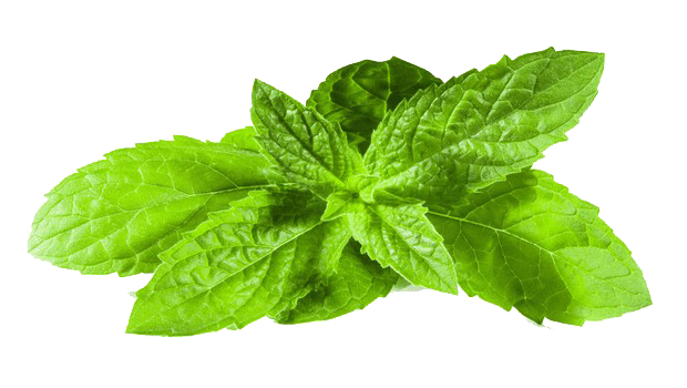 Fresh Mint Leaves Isolated PNG with transparent background