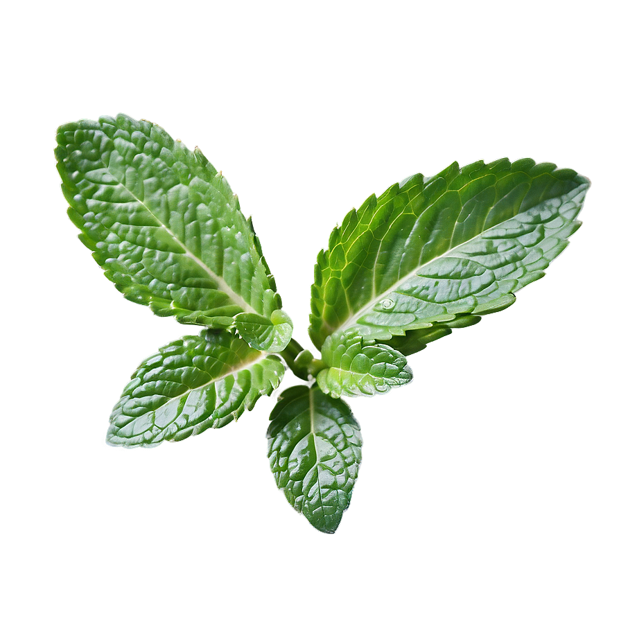 Fresh Mint Leaves Png 95