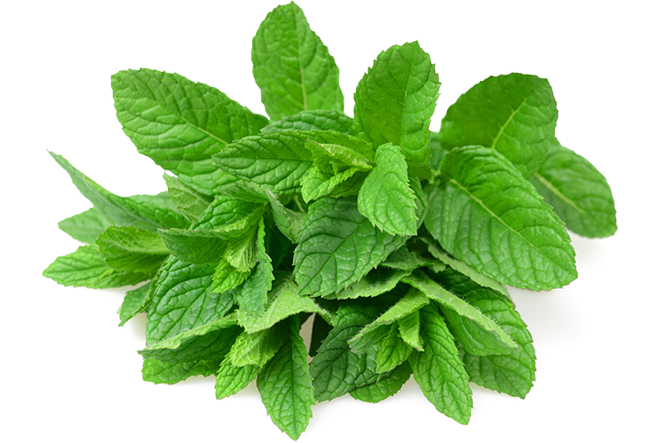 Fresh Mint Leaves.png PNG with transparent background