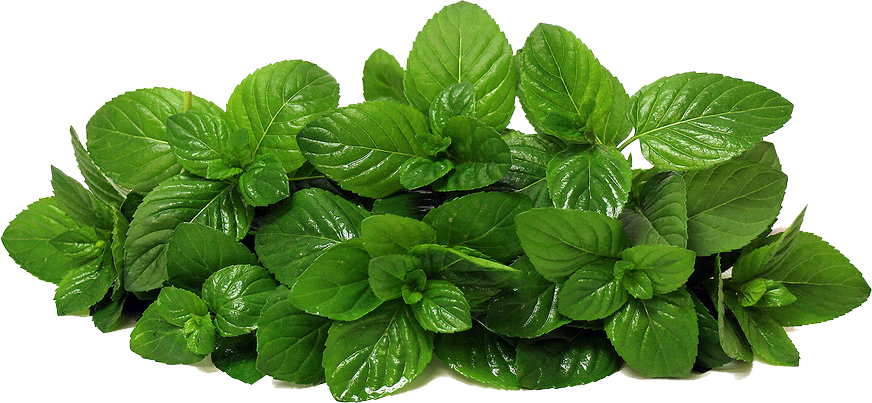 Fresh Mint Leaves Transparent Background PNG with transparent background