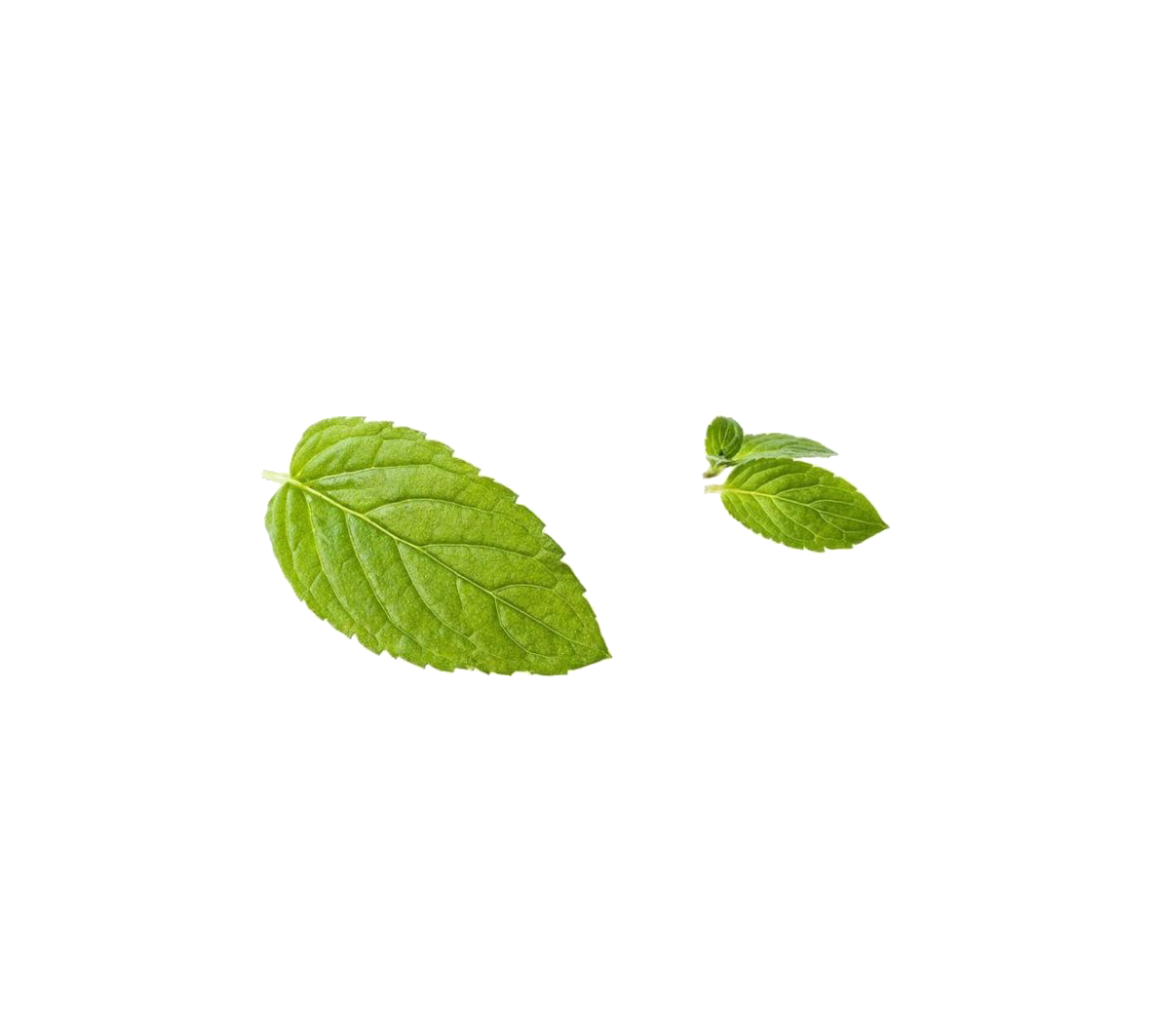 Fresh Mint Leaveson Teal Background PNG with transparent background