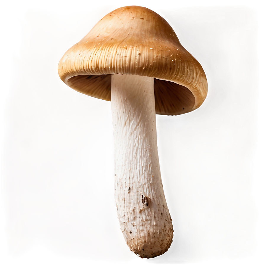 Fresh Mushrooms PNG  05242024 PNG with transparent background