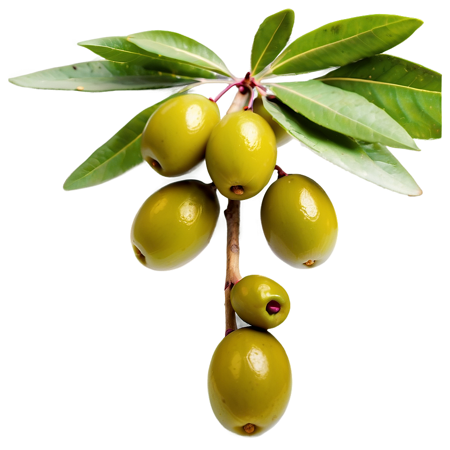Fresh Olive Fruit PNG 11 PNG with transparent background