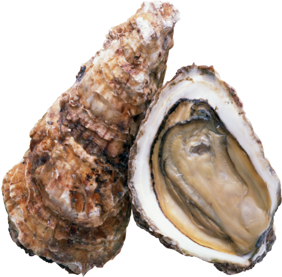Transparent Oysters Png - 高清 牡蠣, Png Download PNG with transparent background