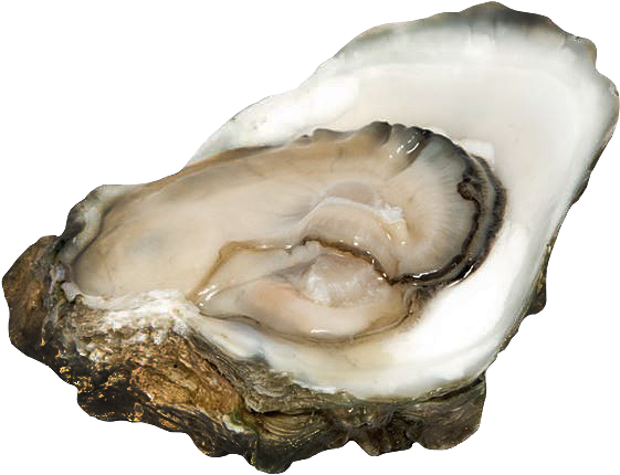 Oysters - Cassostrea Virginica - Oyster, HD Png Download PNG with transparent background