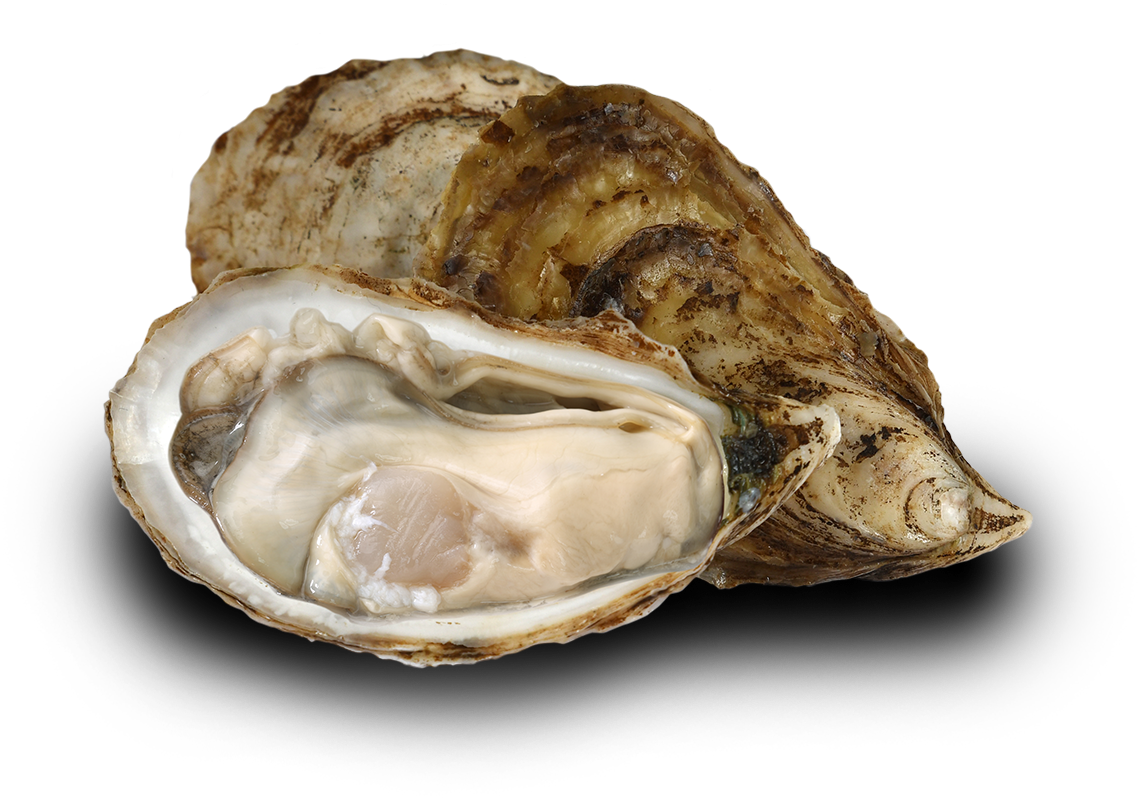 Fresh Oysteron Half Shell