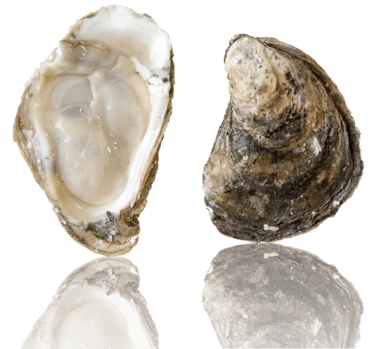 Barcat Oysters, HD Png Download PNG with transparent background