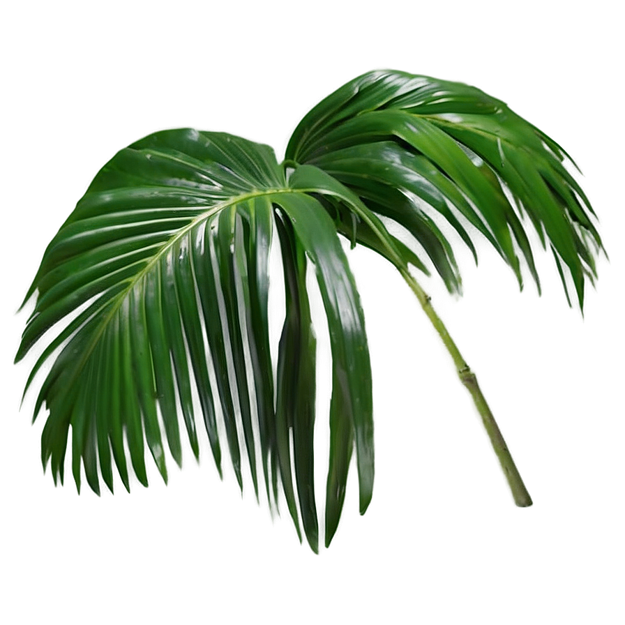 Fresh Palm Leaves Png 05252024