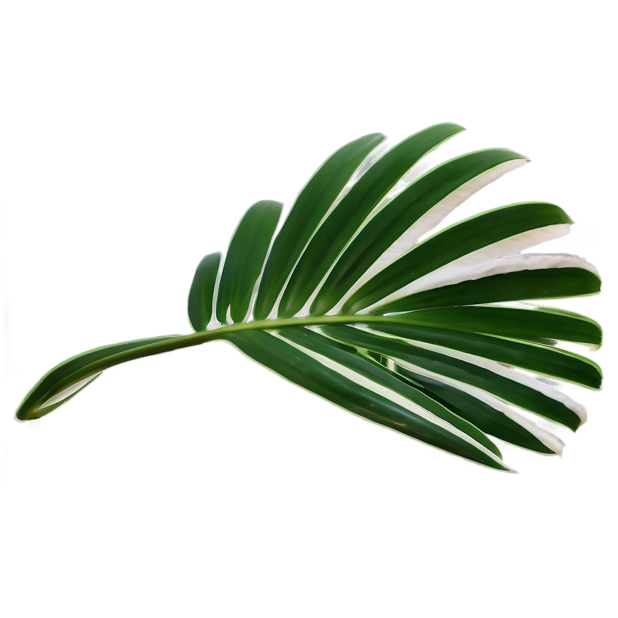 Fresh Palm Leaves Png Tvd