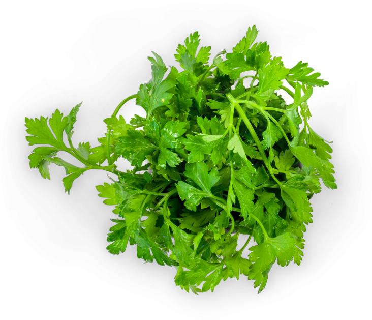 Fresh Parsley Bunch Isolated