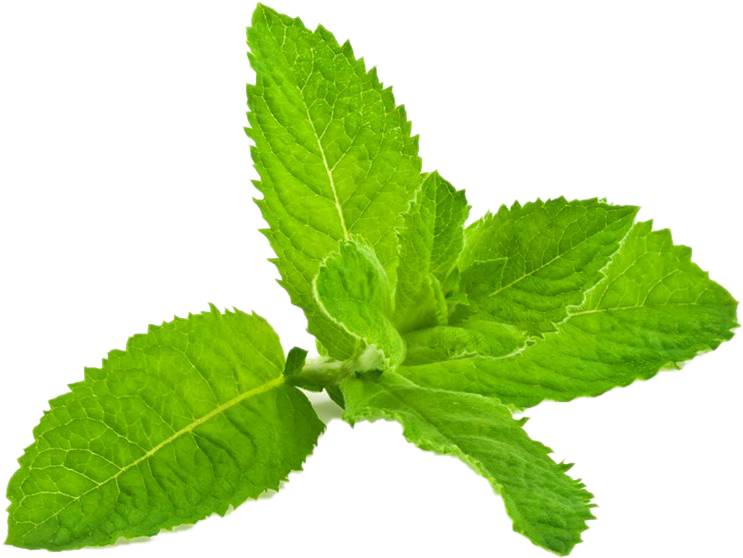 Fresh Peppermint Leaves Isolated