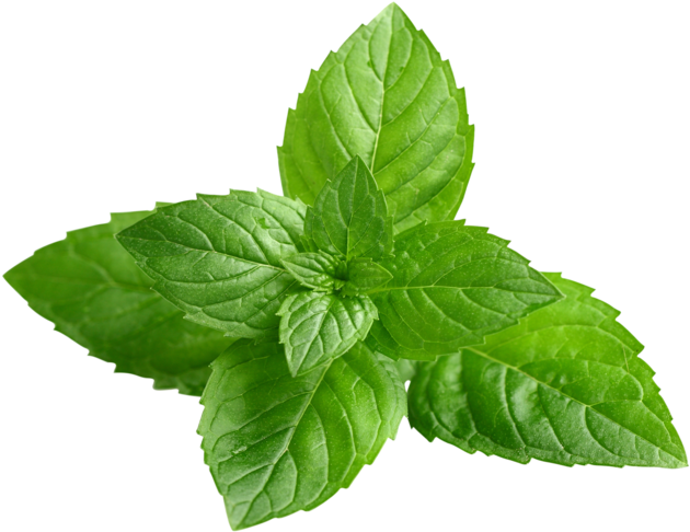 Fresh Peppermint Leaves Isolated