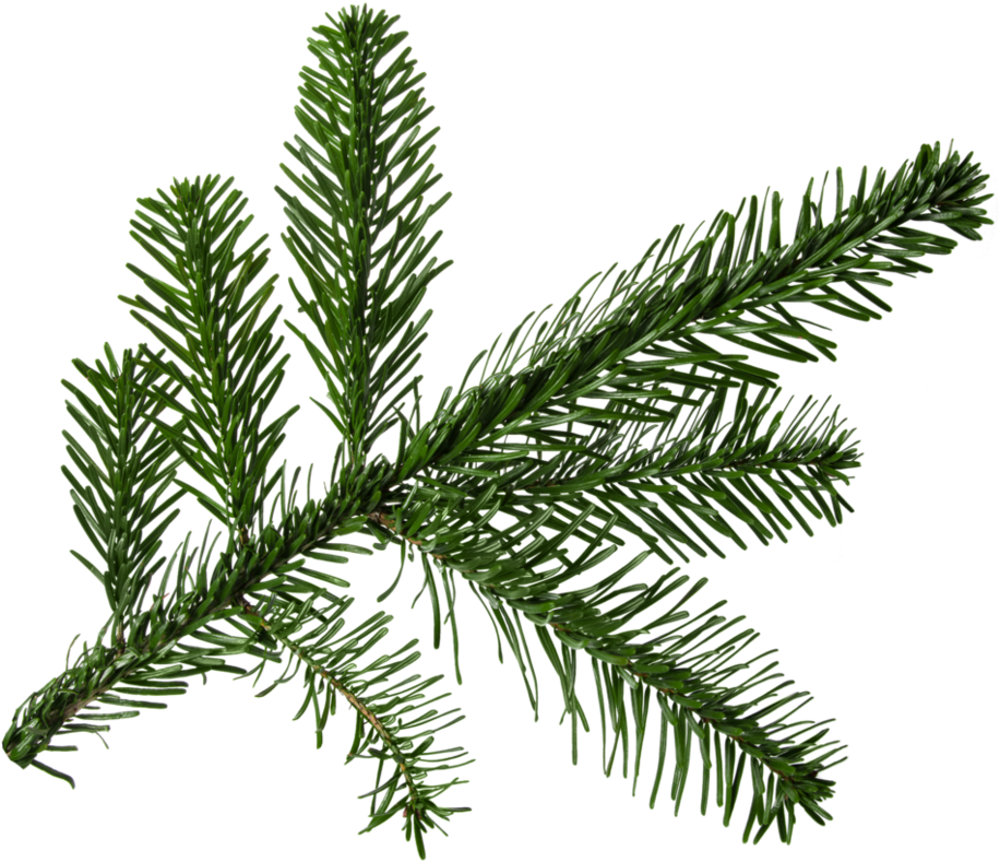 Fresh Pine Branch Transparent Background