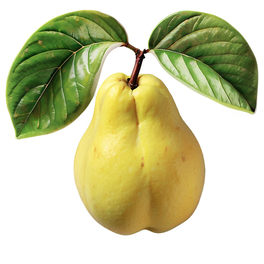 Fresh Quince Illustration Png 44