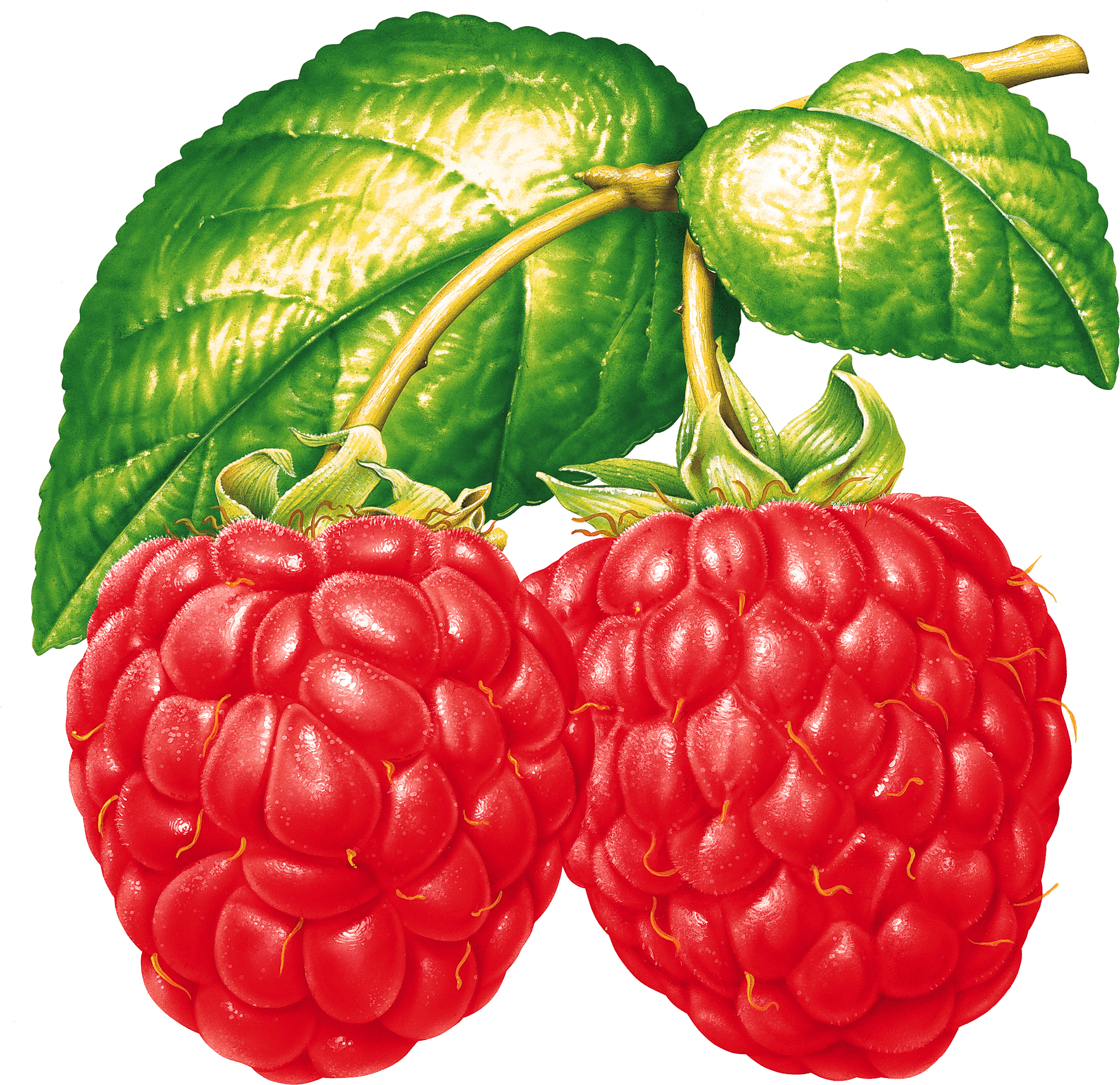 Fresh Raspberries With Leaves