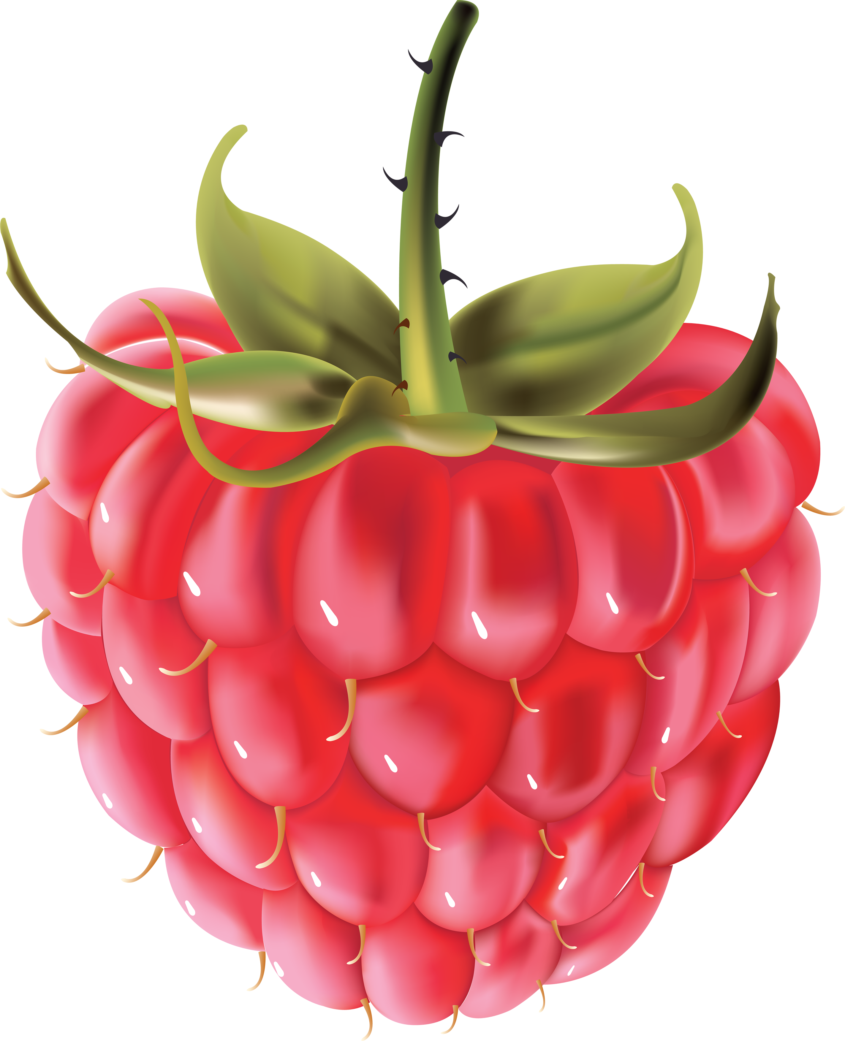 Fresh Raspberry Illustration