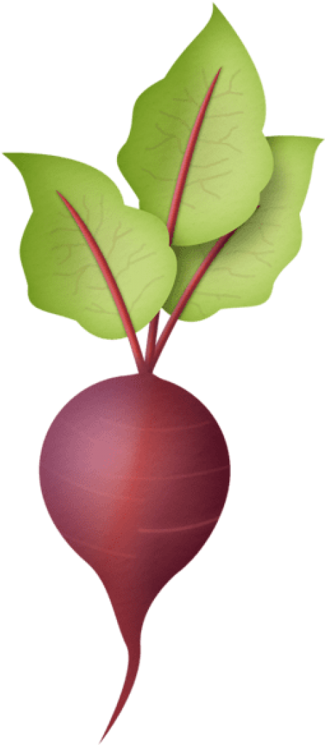 Fresh Red Radish Illustration