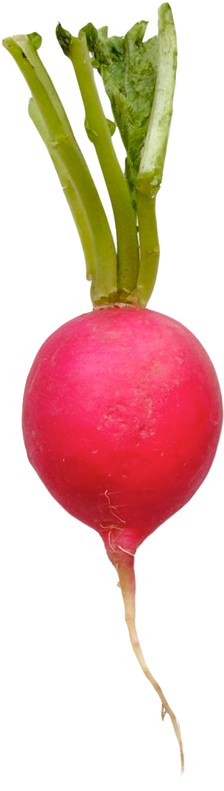 Fresh Red Radish Isolated.png