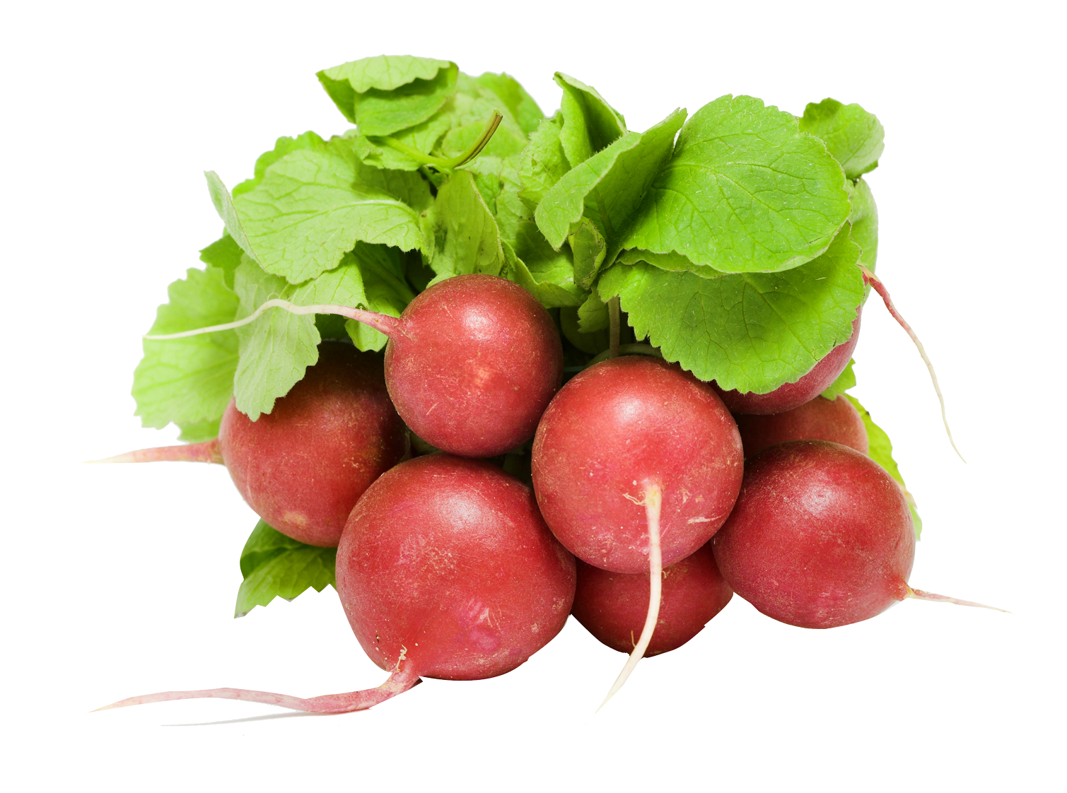 Fresh Red Radishes Bunch PNG with transparent background