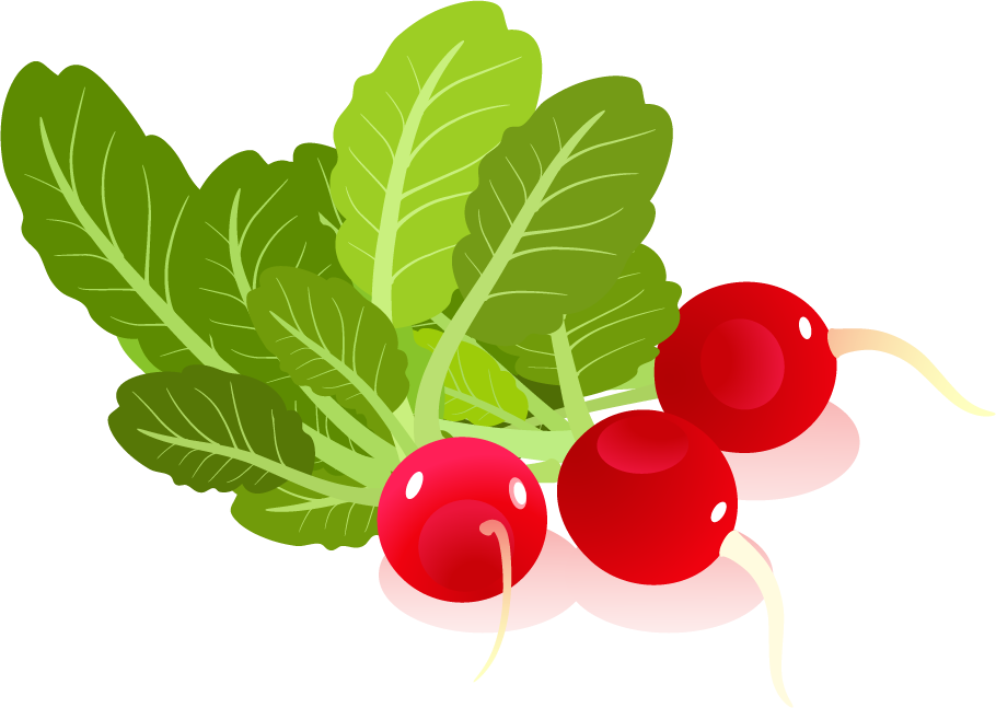 Fresh Red Radishes Illustration