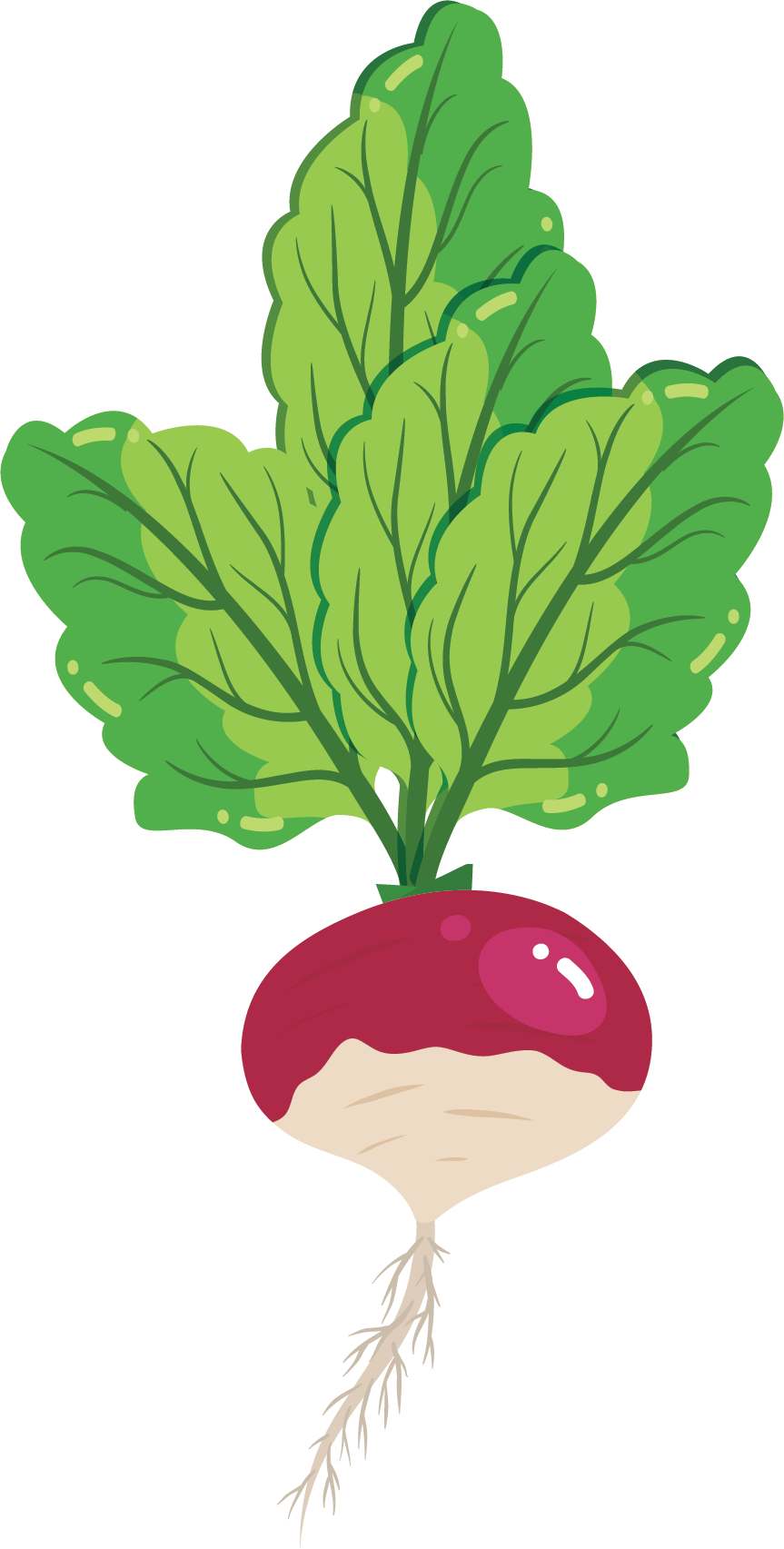 Fresh Red Turnip Illustration.png