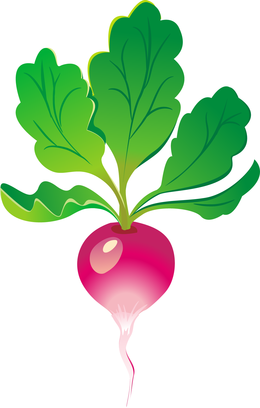 Fresh Red Turnip Vector Illustration