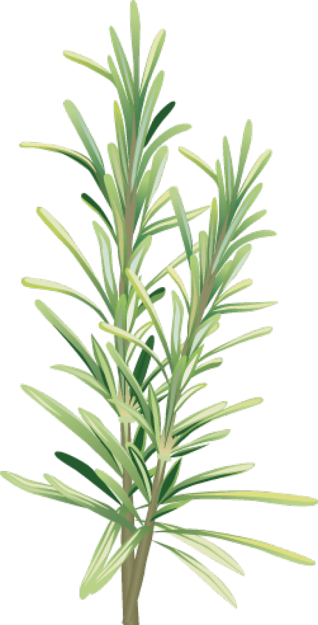 Fresh Rosemary Sprig Illustration