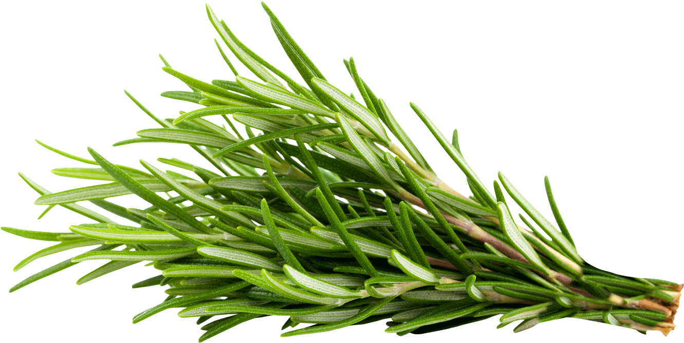 Transparent Rosemary Png - Rosemary Transparent, Png Download PNG with transparent background