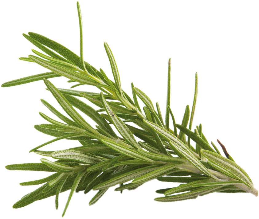 Evergreen, HD Png Download PNG with transparent background