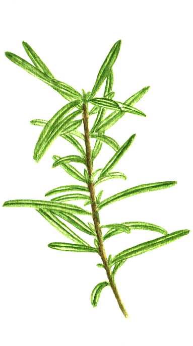 Fresh Rosemary Sprig.png