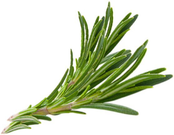 Hair Herb Thymes Rosemary Herbs Download Free Image - Rosemary Herb Png, Transparent Png PNG with transparent background