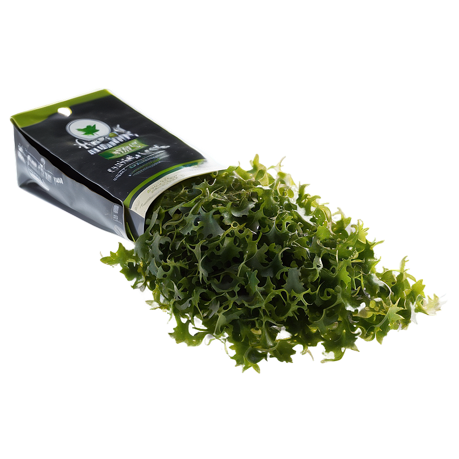 Fresh Seaweed PNG 05242024 PNG with transparent background