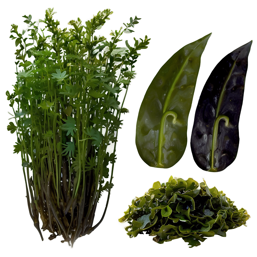Fresh Seaweed PNG dxg18 PNG with transparent background