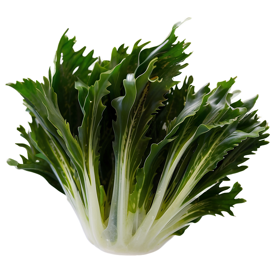 Fresh Seaweed PNG fpg15 PNG with transparent background