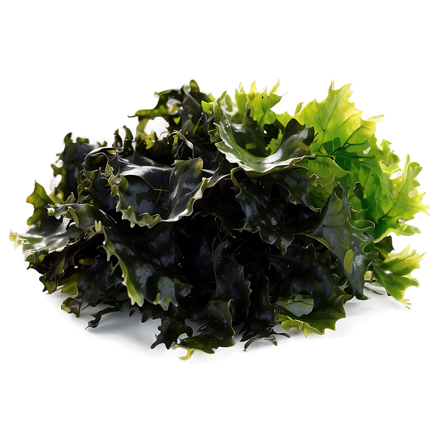 Fresh Seaweed Png Vng51