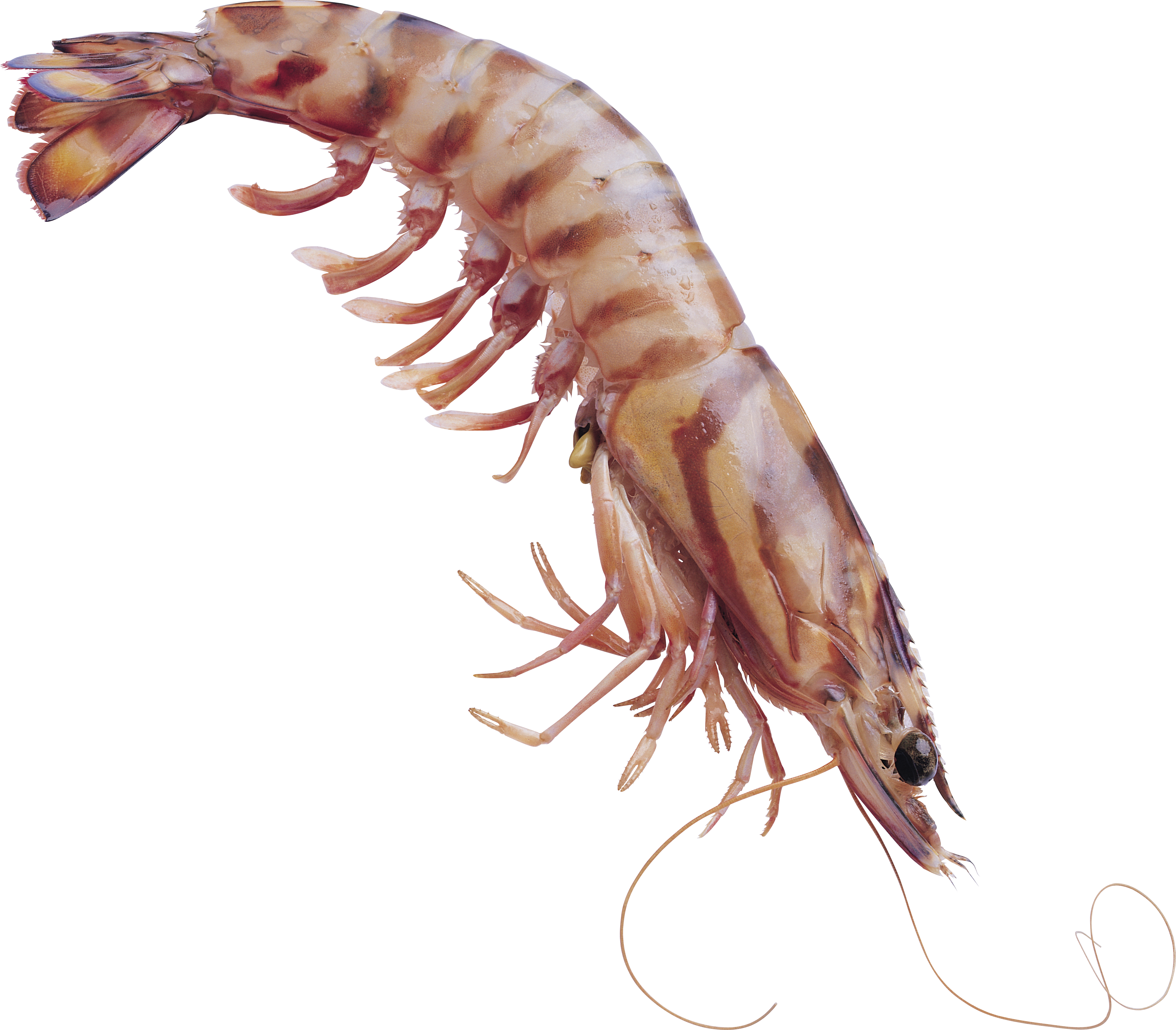 Shrimps Png - Transparent Shrimp, Png Download PNG with transparent background