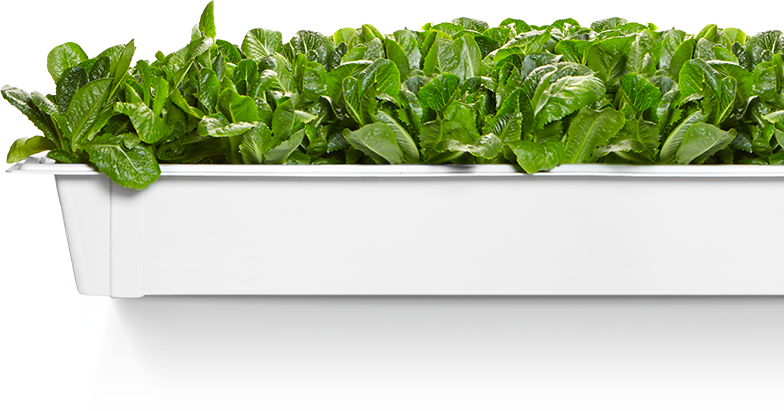 Vegetables Plantation Png - Vegetable Garden Png, Transparent Png PNG with transparent background