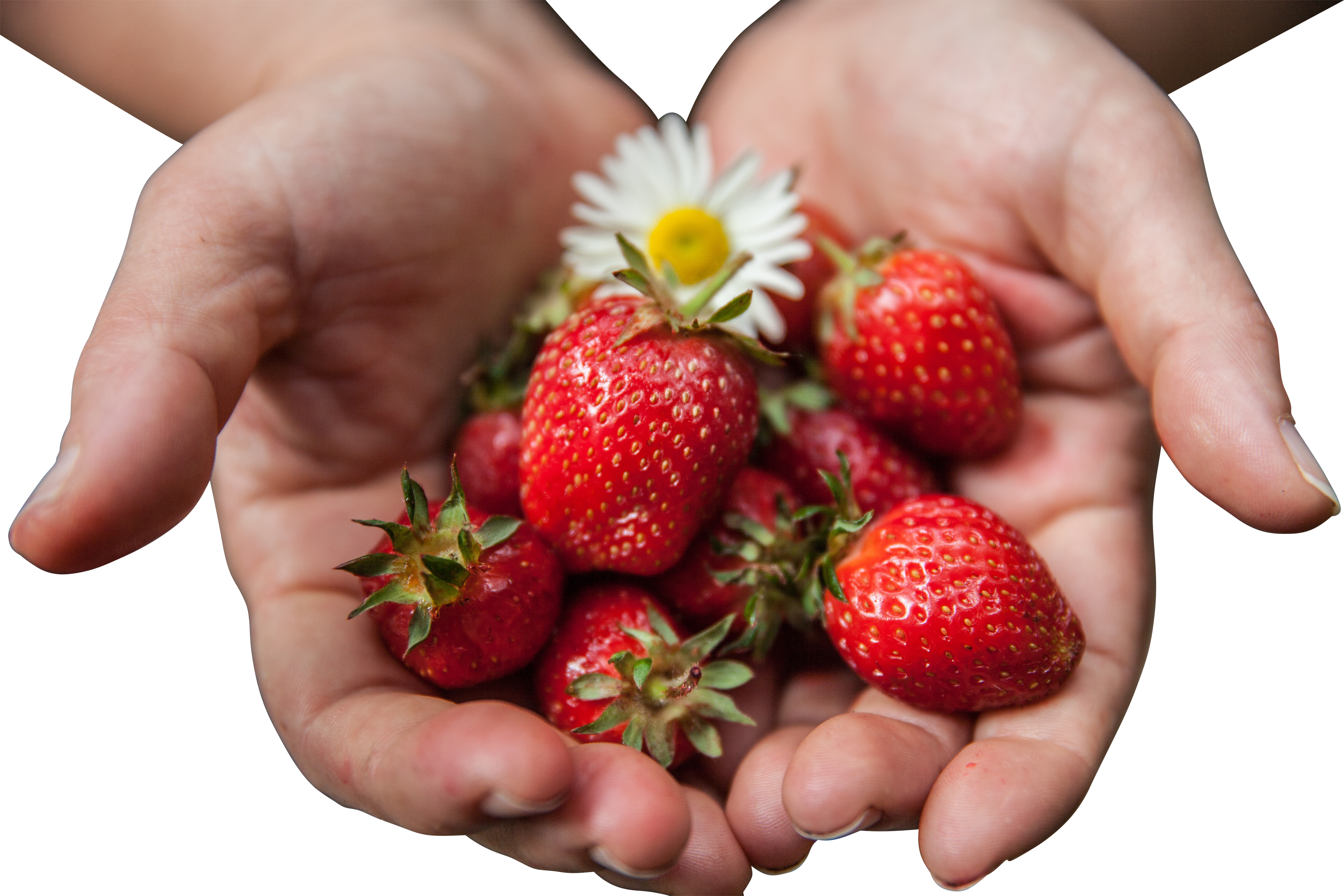 Fresh Strawberriesin Handswith Daisy.jpg PNG with transparent background