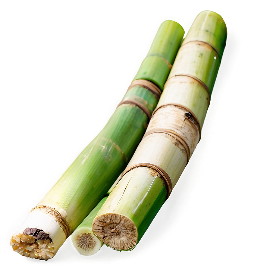 Fresh Sugarcane Png 35