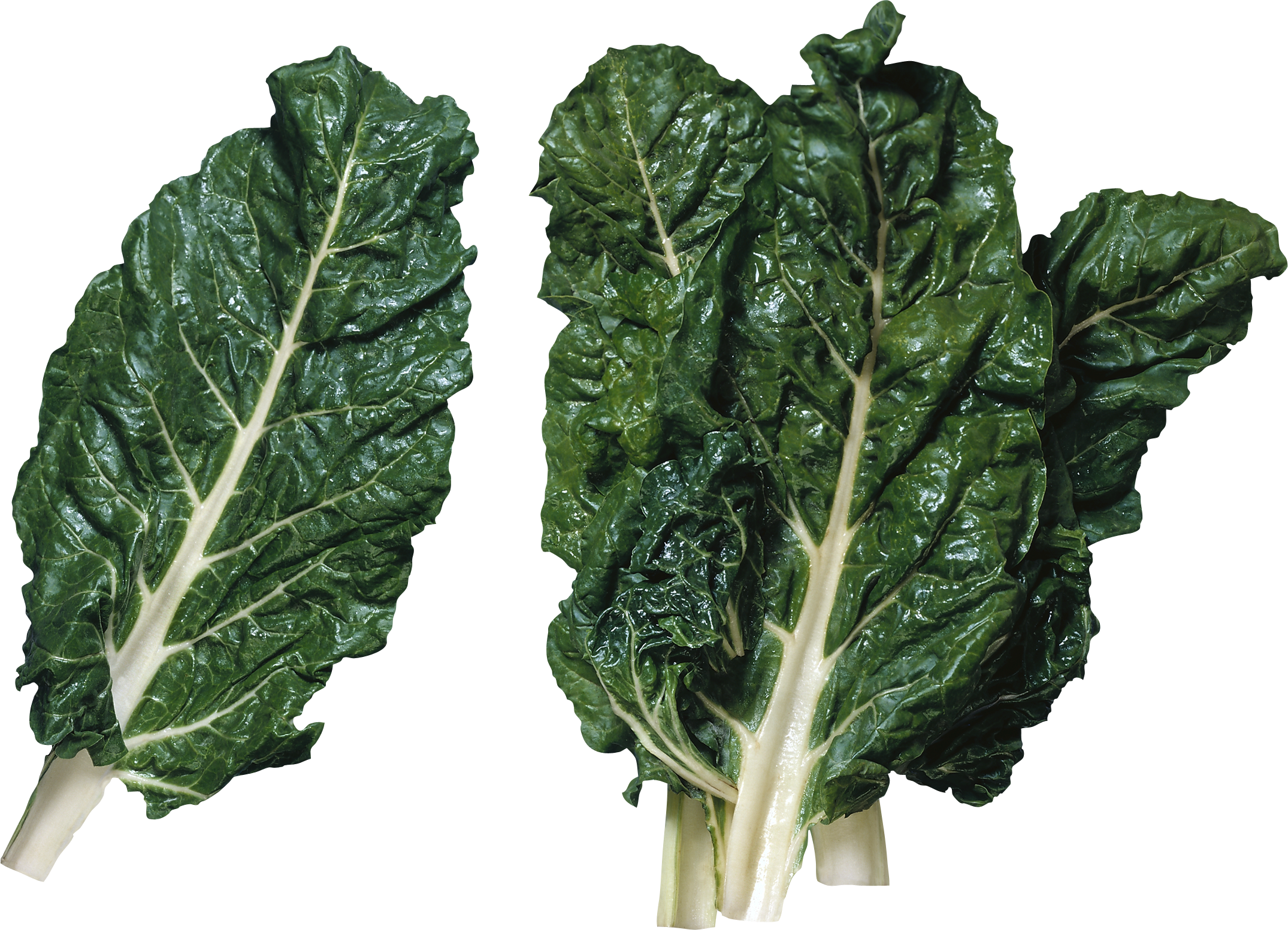 Fresh Swiss Chard Leaves