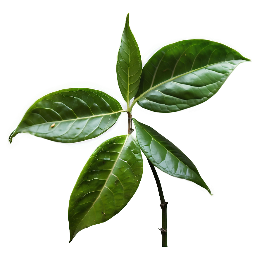 Fresh Tea Leaf Png 06262024