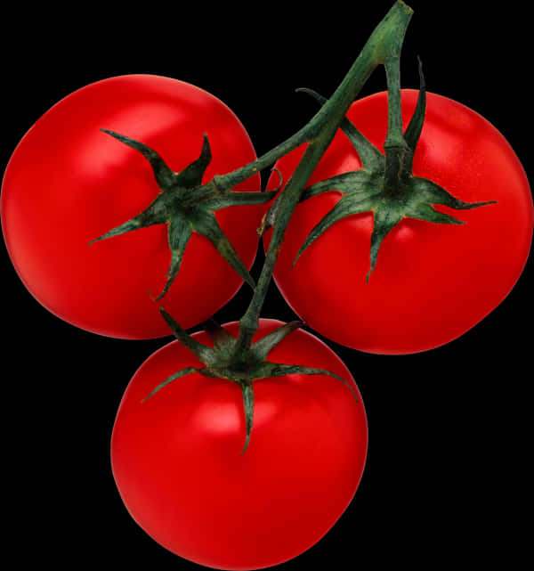 Fresh Tomatoes On Vine Black Background