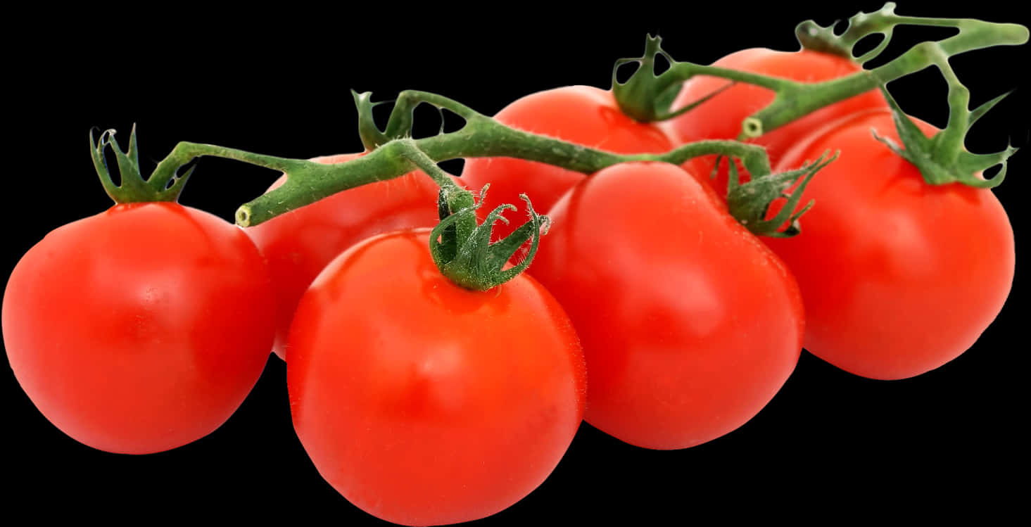 Fresh Tomatoeson Vine Black Background