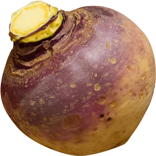 Fresh Turnip Closeup Image