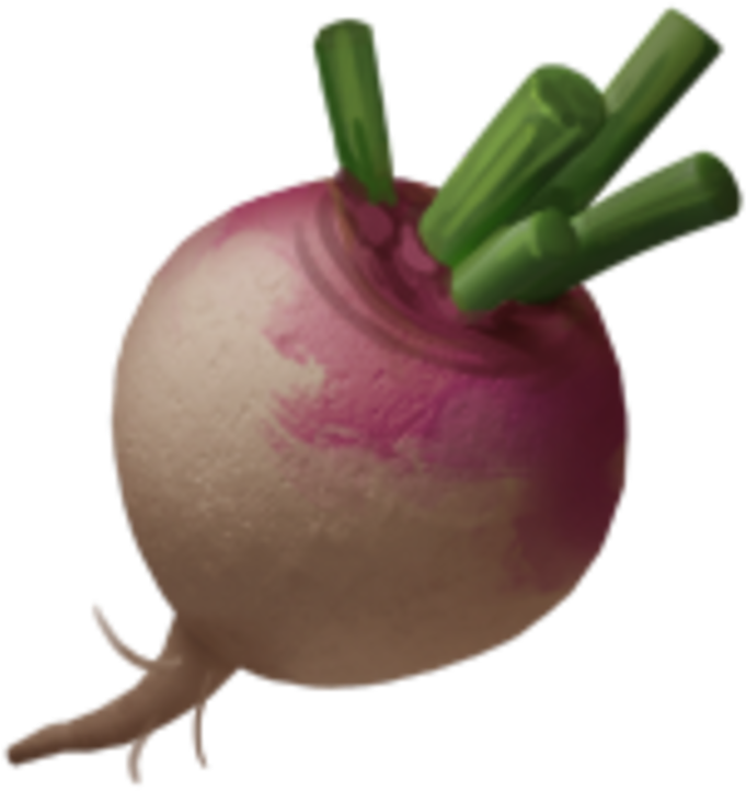 Fresh Turnip Isolated Background